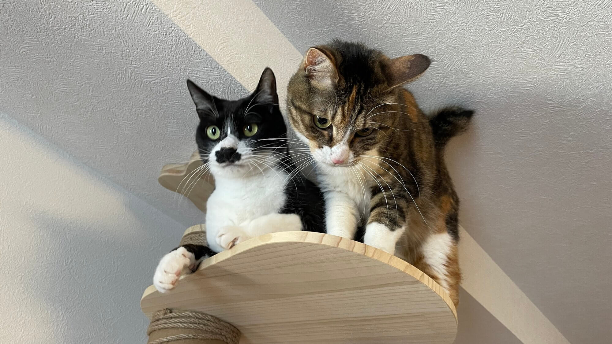 cat-goods-cat-tower-top