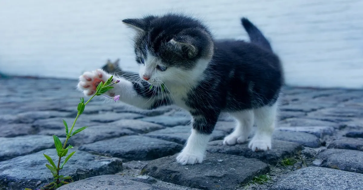 【ねこと遊ぶ】ねこは最低でも毎日どれくらいの時間遊んであげればいい？