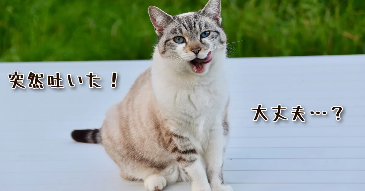 突然ねこが吐くようになった！…これ大丈夫？→病気の診断/食事形態の見直しをしよう【写真付き】