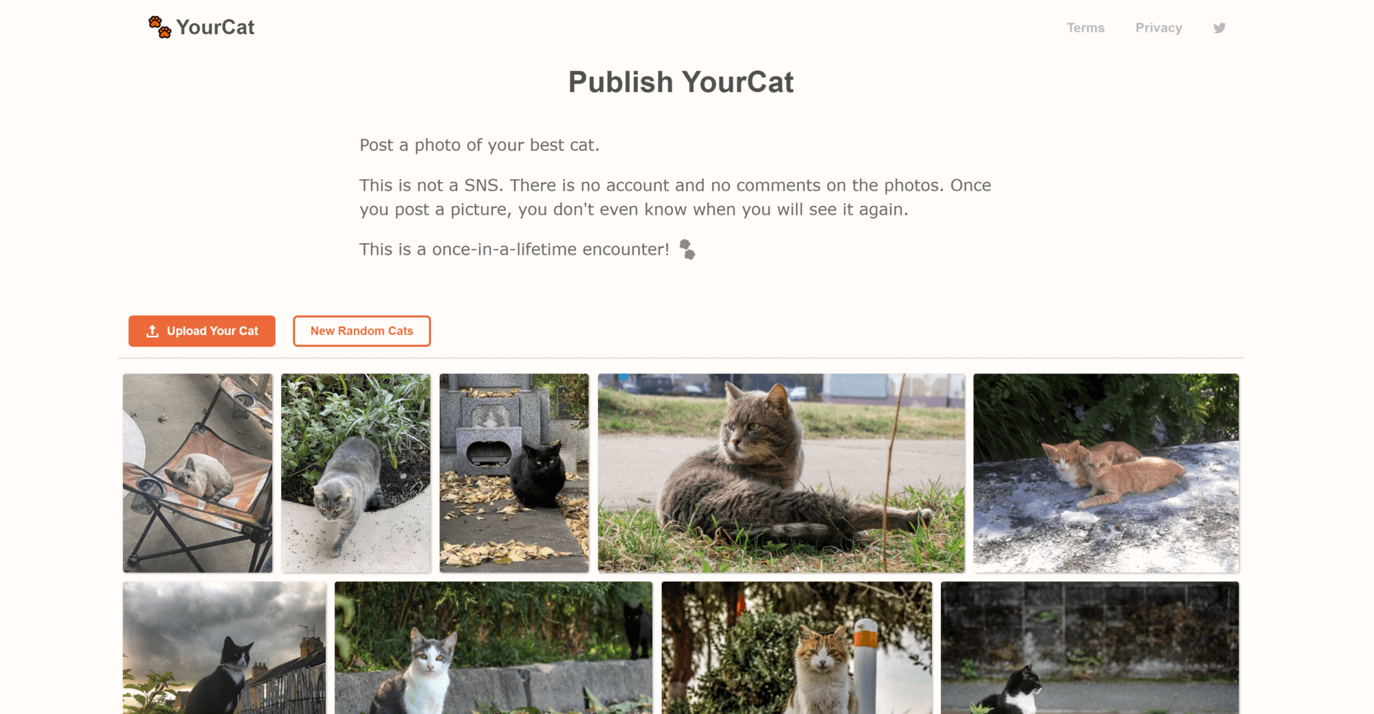 yourcat-screenshot